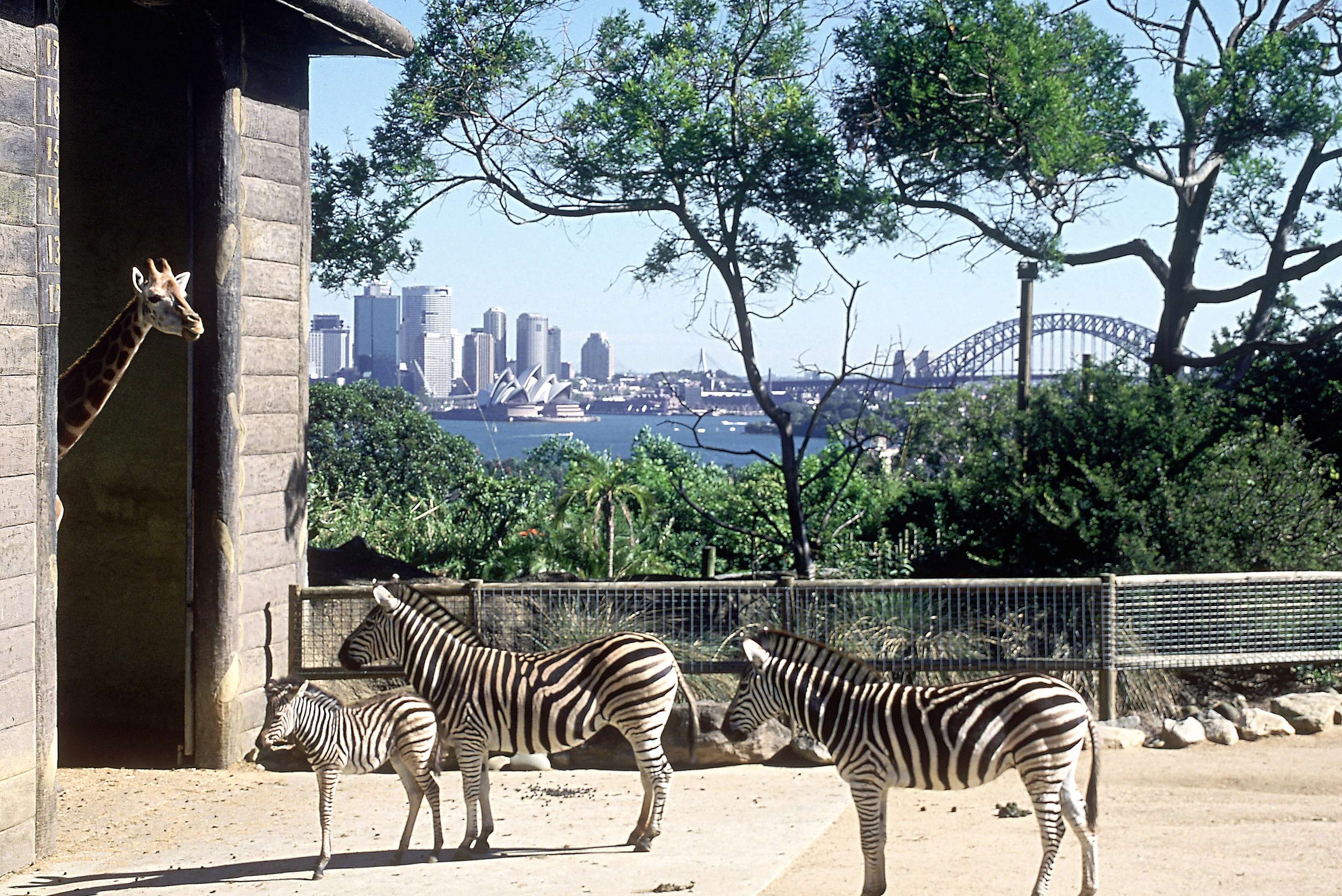 Tickets for Taronga Zoo Sydney | Best-tickets.com.au