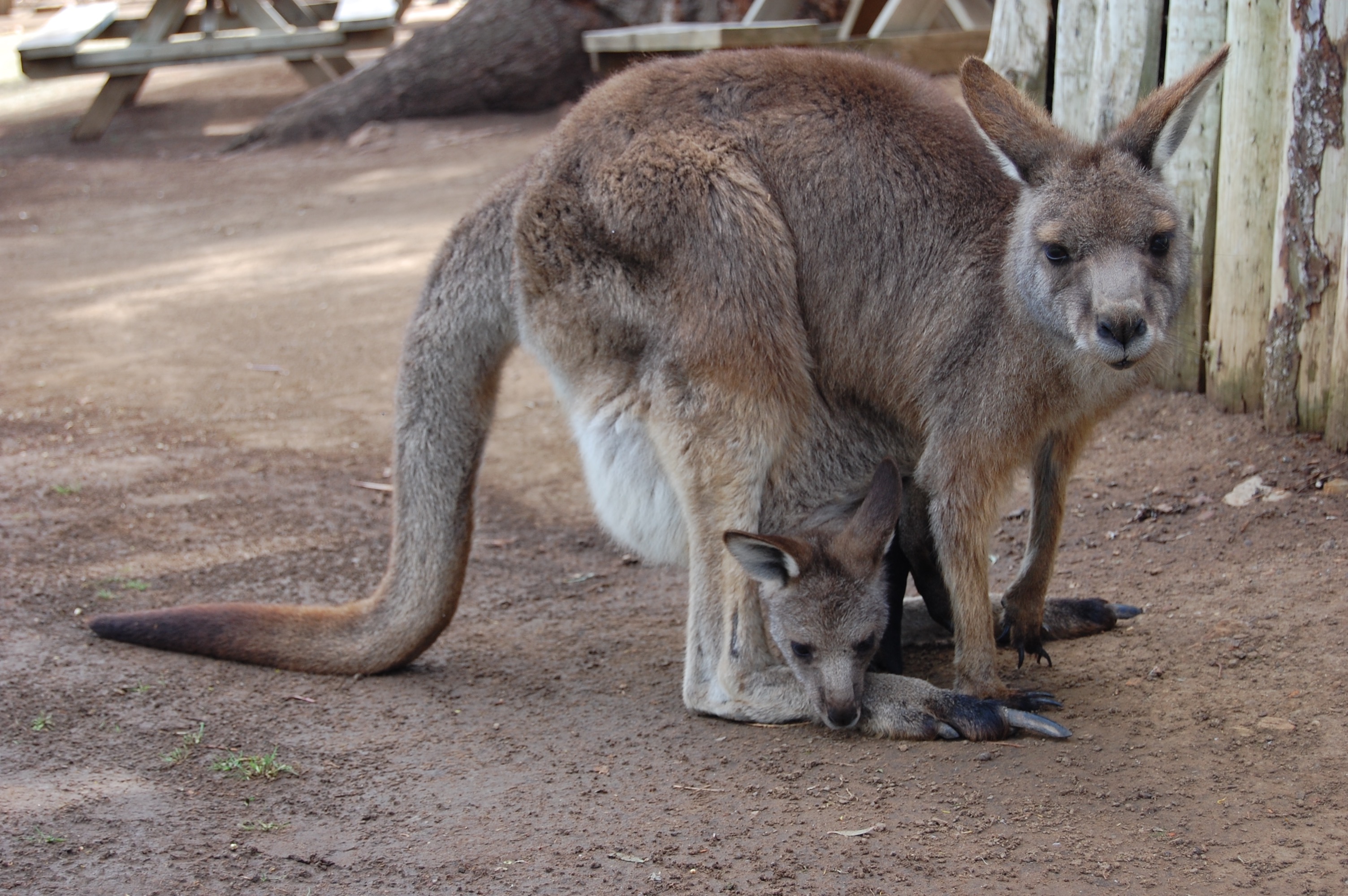 tickets-for-bonorong-wildlife-sanctuary-best-tickets-au