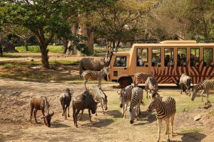 Monarto Safari Park 2024 | Best-tickets.com.au