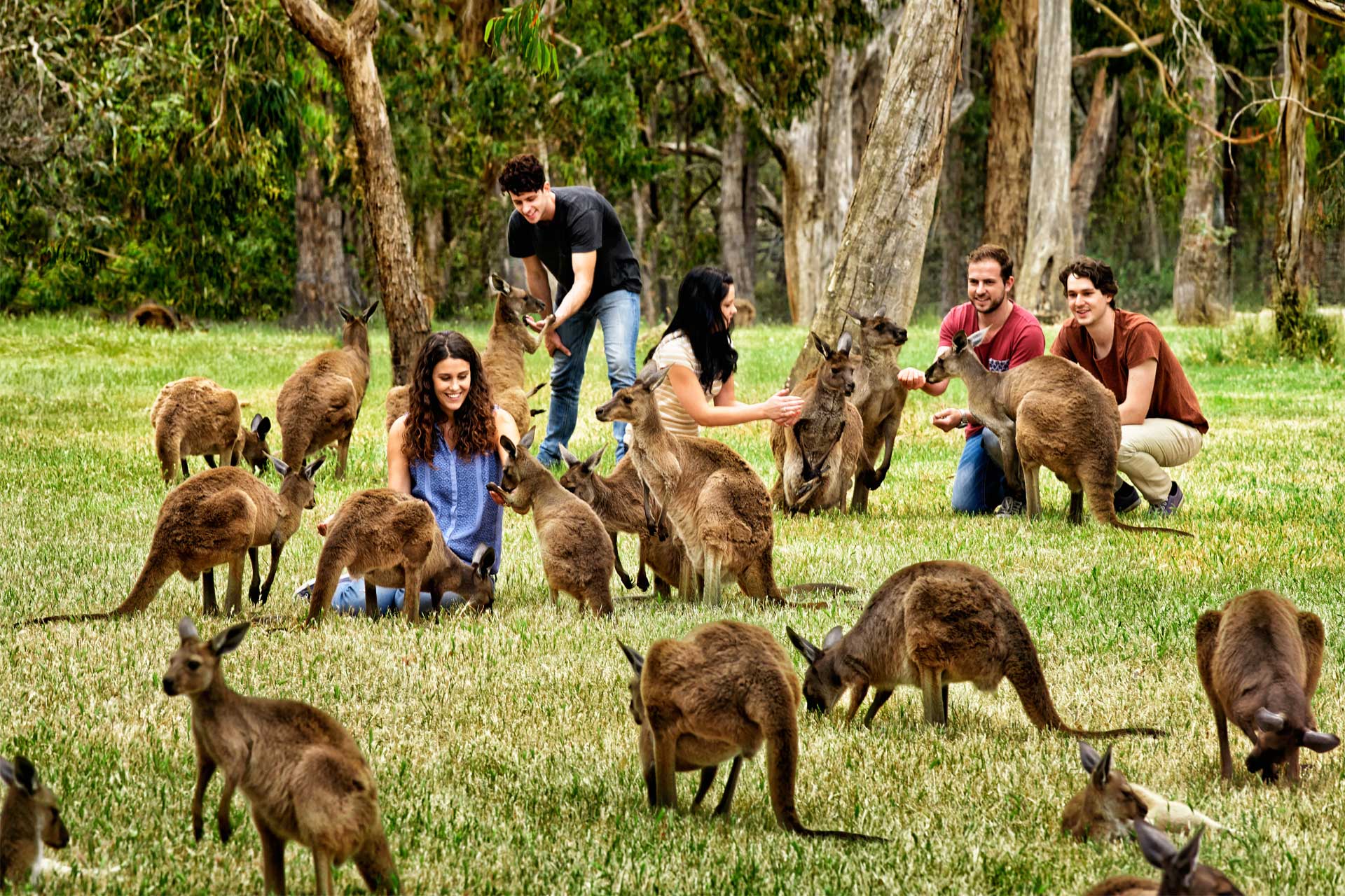 Adelaide Zoo Christmas 2024 Tickets - Kathi Maurise