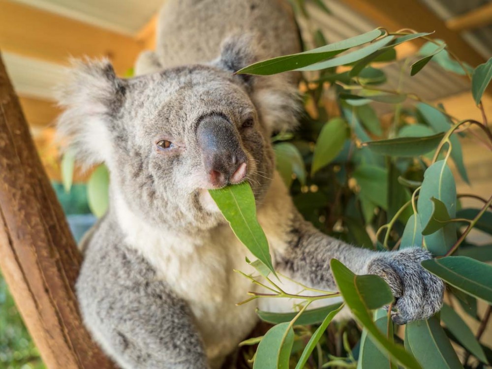 Symbio Wildlife Park 2025 | Best-tickets.com.au