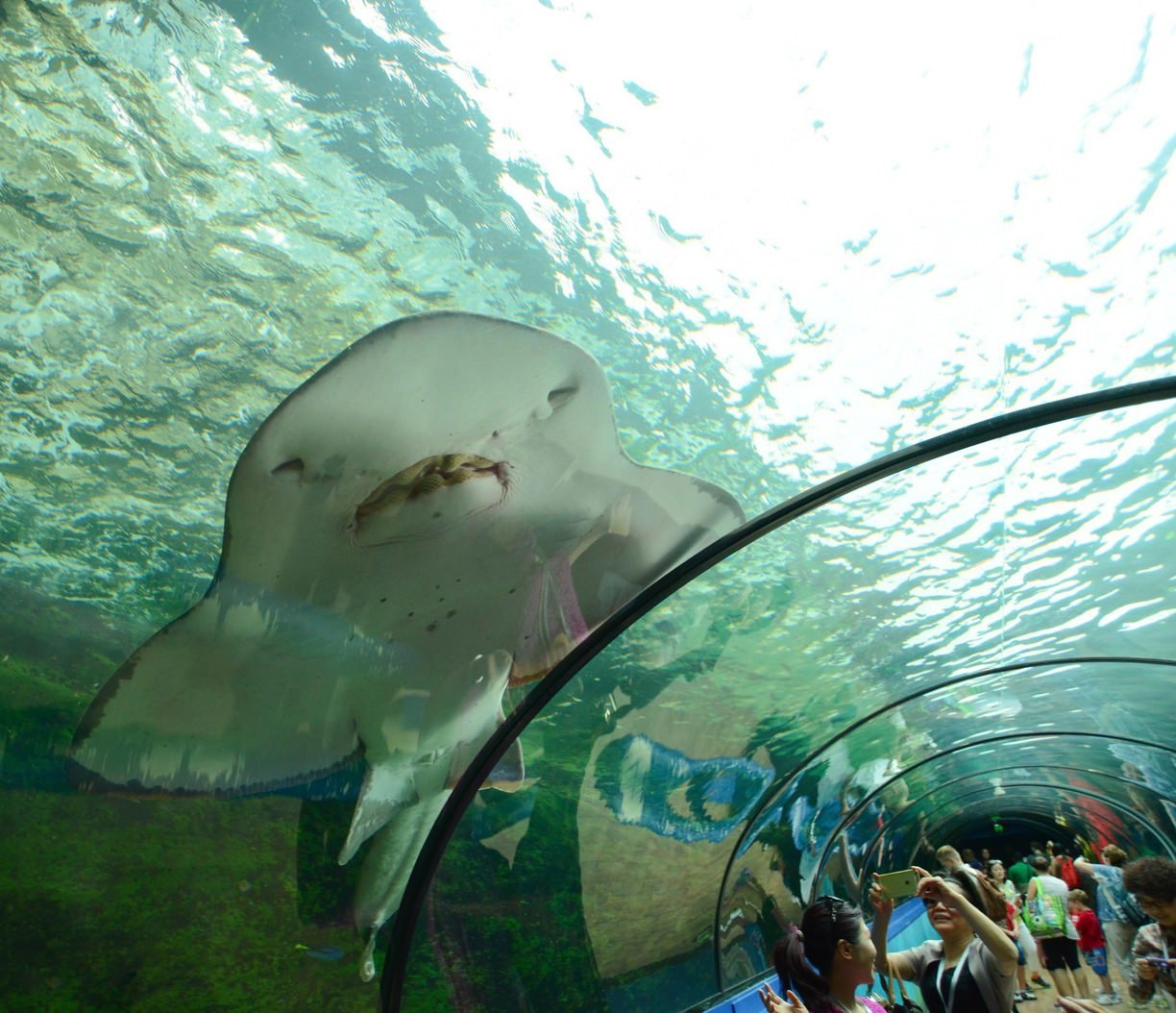 tickets-for-sea-life-sydney-aquarium-best-tickets-au